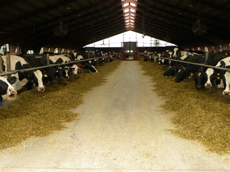 Pics A 1550ha Swedish Dairy Farm That Milks 720 Cows Agriland