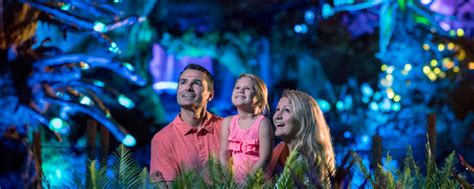 Disney After Hours Expands To Hollywood Studios And Animal Kingdom
