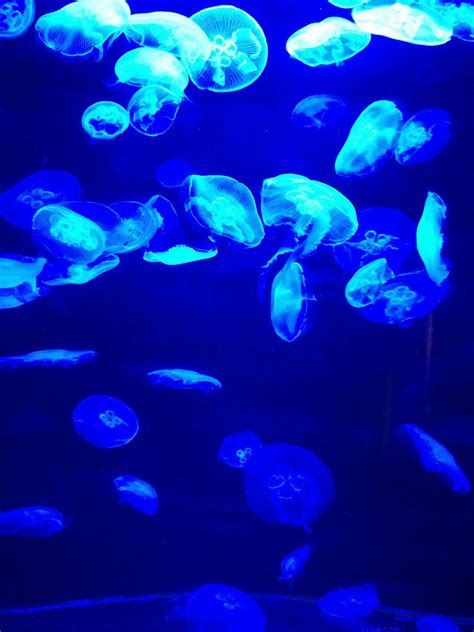 Free Images Water Nature Ocean Glowing Animal Underwater Swim