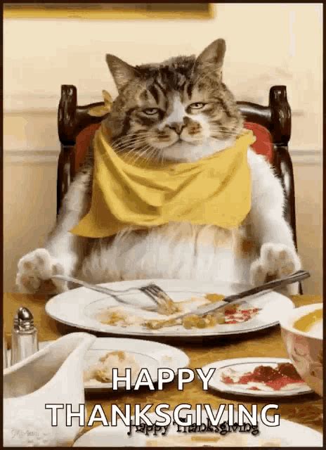 Thanksgiving Cat Gif Thanksgiving Cat Thanksgiving Dinner Discover