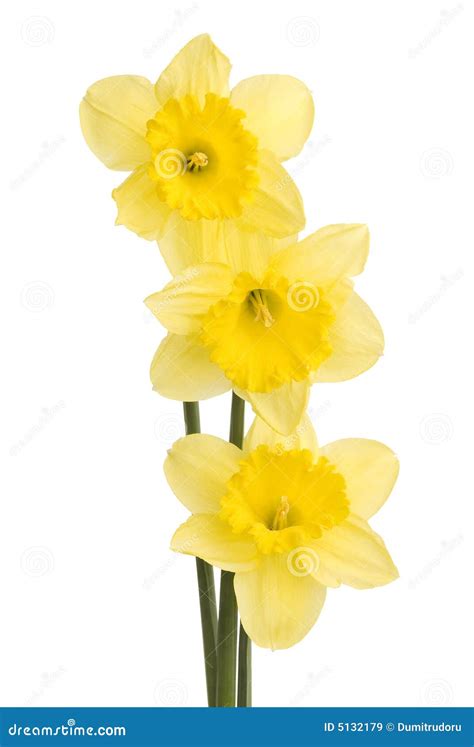 Pretty Yellow Daffodils On White Background Isolat Stock Image Image