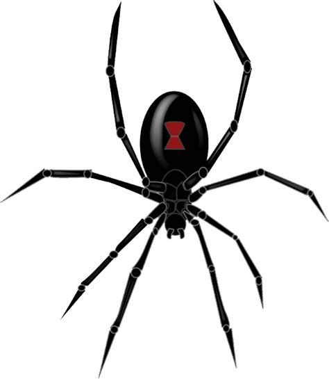 Black Widow Spider Logo Png