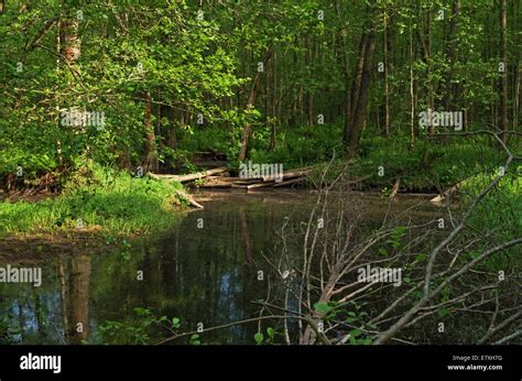 Small Forest River Stock Photo Alamy