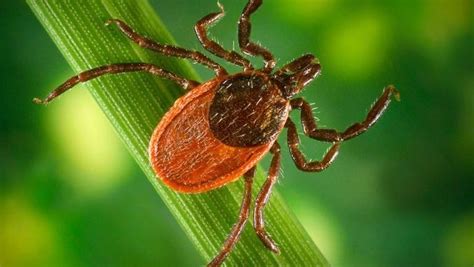 7 Things To Know About Ticks In Wisconsin