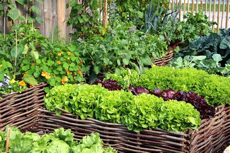 7 Mini Vegetable Garden Design Concepts Thegardengranny