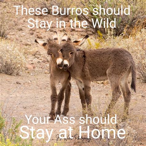 Protect Burros Protect Yourself Salt River Wild Horse Management Group