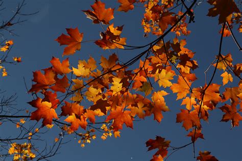 Free Images Nature Branch Sky Sunlight Fall Foliage