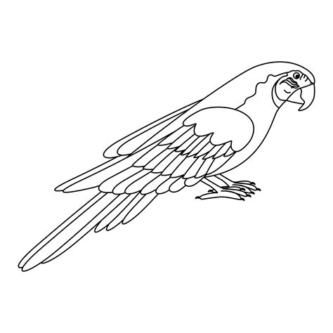Cute Cartoon Parrot Bird Line Art 23711309 Vector Art At Vecteezy