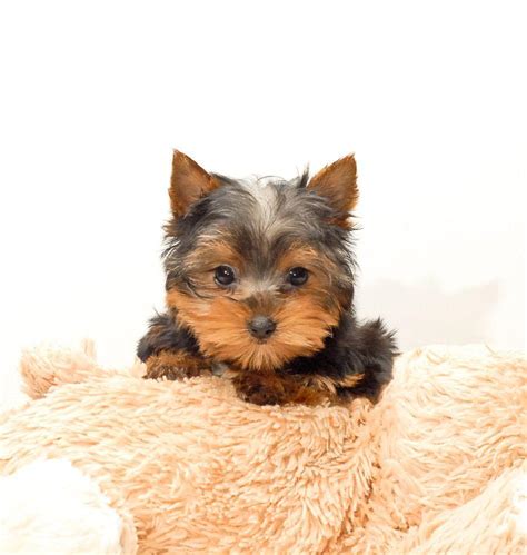 Yorkies Wallpapers Wallpaper Cave