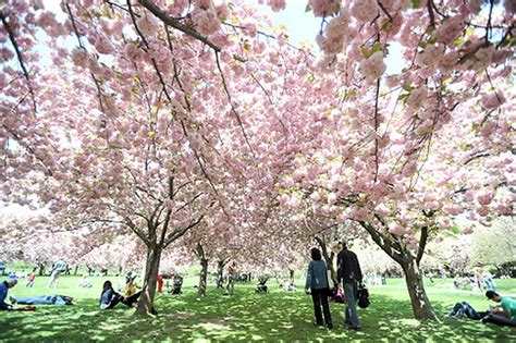 Cherry Blossoms Peak But Brooklyn Botanic Gardens Annual Cherry