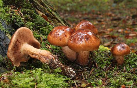 Tricholoma Ustale The Ultimate Mushroom Guide