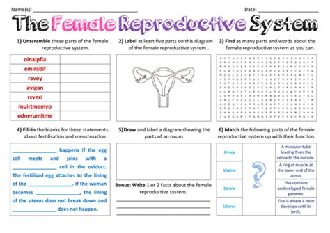 Female Reproductive System Activity Sheet
