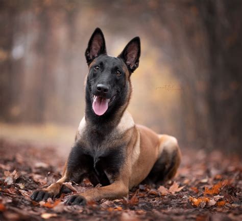 Langhaarig sind der schwarze groenendael und der rotbraune tervueren, rauhhaarig der laeken und kurzhaarig der malinois. Malinois vom schwarzen Phönix - Acid Kiss vom schwarzen Phönix