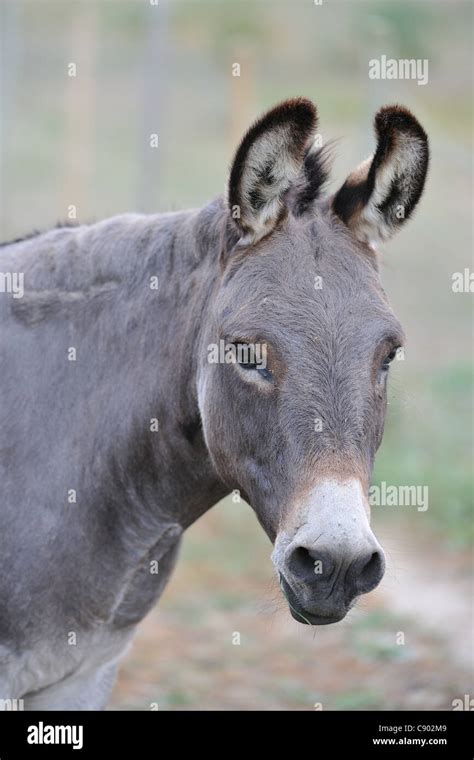 Domestic Donkey Equus Asinus Asinus Portrait Stock Photo Alamy