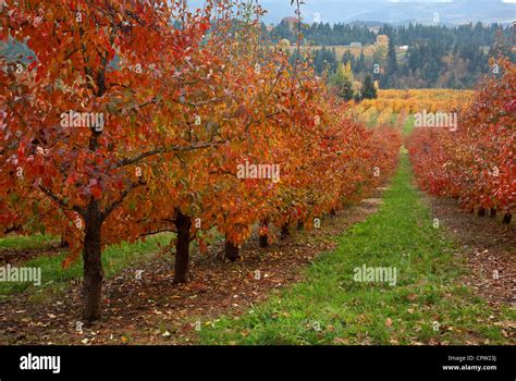 Oregon Fruit Orchard Bartlett Pear In Bright Fall Color With Farm