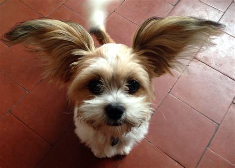 Extremely Cute Little Dog With Huge Fluffy Ears Cute Little Dogs