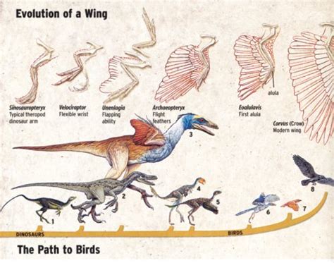 Birds And Theropods Mission Dinosaur Will Dinosaurs Come Again