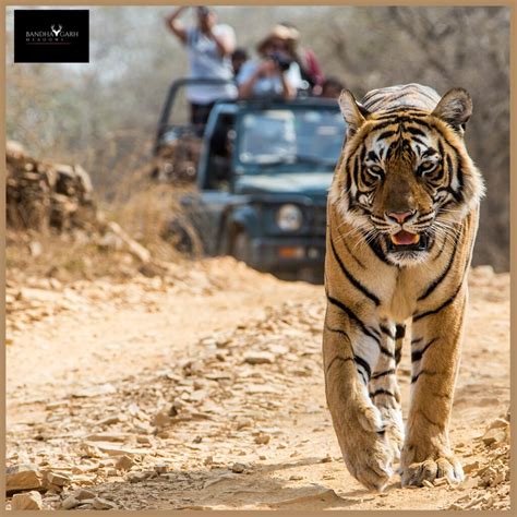 Bandhavgarh Tiger Reserve Bandhavgarh Meadows Wildlife Pro Flickr