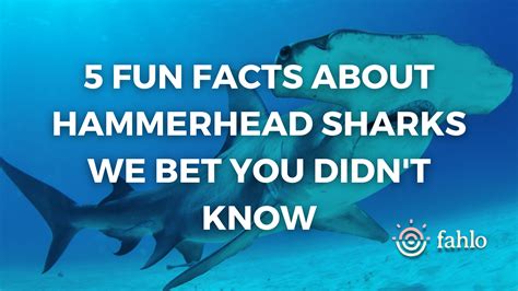 Fun Facts About Hammerhead Sharks We Bet You Didnt Know Fahlo