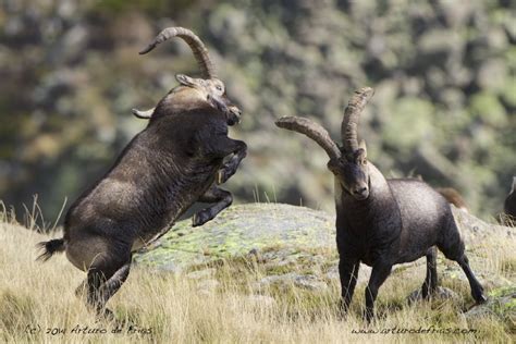 B Arturo De Frias Wildlife Photography B Ibex Males Fighting