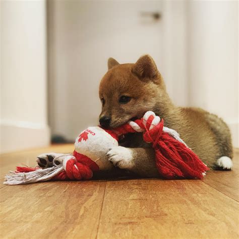 Female 13 1/2 to 15 1/2. My shiba inu puppy when she was 2 month old : shiba