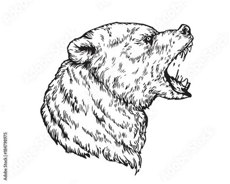 Detail Realistic Hand Drawing Angry Grizzly Bear Head Illustration