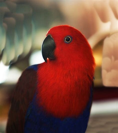 Red Parrot Parrot Wallpaper Parrot Parrot Pet