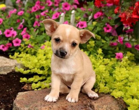 We have been offering puppies for adoption since 2008. View Image #1 for Chihuahua Puppies For Adoption : Kelowna ...