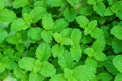 Green Peppermint Leaves Stock Photo Image Of Medicine 88000276