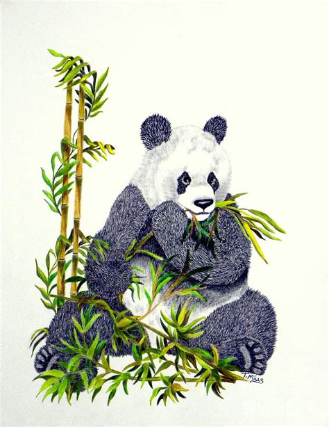 Giant Panda Eating Bamboo Drawing