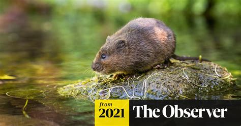 Ratty Comes Home Water Voles Thrive Again On Hertfordshire Riverbank