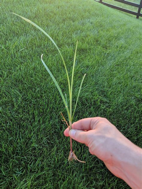 Started Popping Up Above My Tall Fescue Marylandwhat Is This