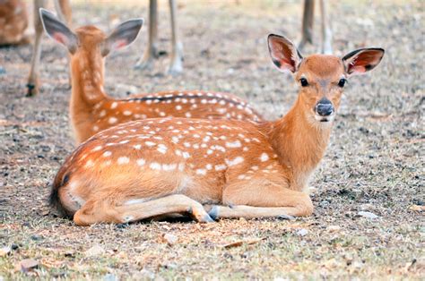 Baby Sika Deer Stock Photo Download Image Now 2015 Animal Brown