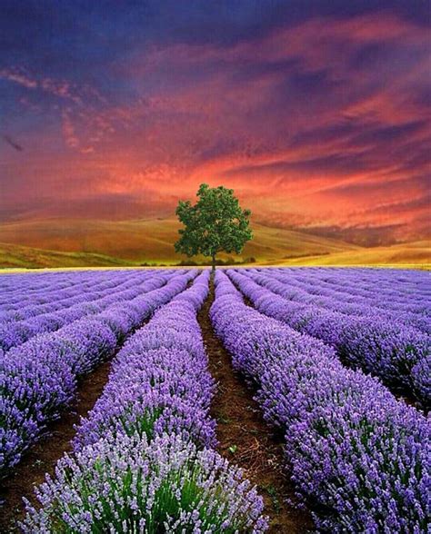 Lavender Beautiful Nature Beautiful Landscapes Landscape Photography