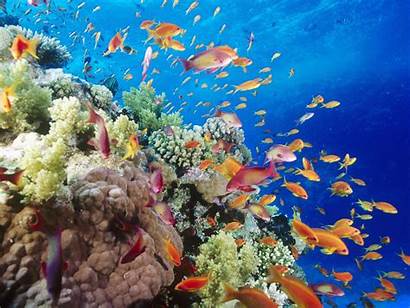 Under Water Underwater Ocean Sea Coral Fish