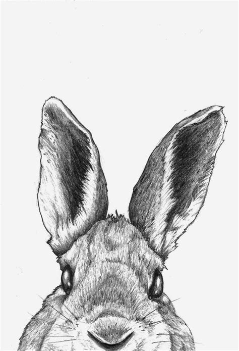 Use jagged and wavy lines to create the texture of the fur. rabbit sketch print - Google Search | Bunny sketches ...