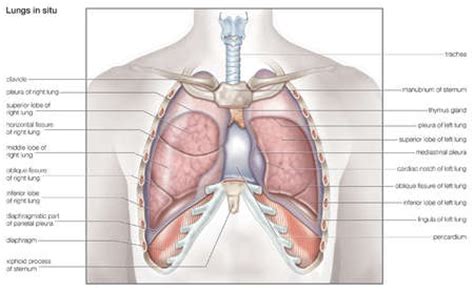 Central compartment (mediastinum),… thoracic cage (rib cage). Stock Illustration - Diagram of the human lungs in situ