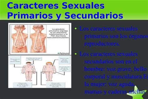 Caracteres Sexuales