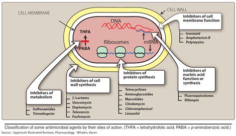 Antimicrobial Mechanism Of Action
