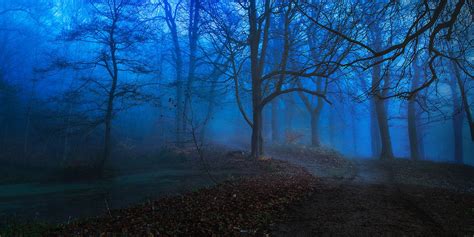 Blue Forest Blue Forest Forest Path Foggy Forest