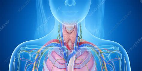 Throat Anatomy Illustration Stock Image F Science Photo Library