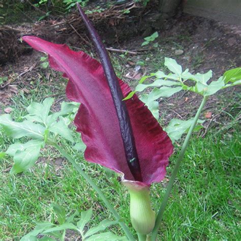 Dracunculus Vulgaris Seeds Dragon Arum Voodoo Lily Stink Lily