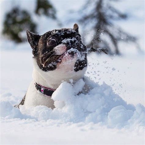 This Is Snow Much Fun French Bulldog Or Boston Terrier Snow Dogs
