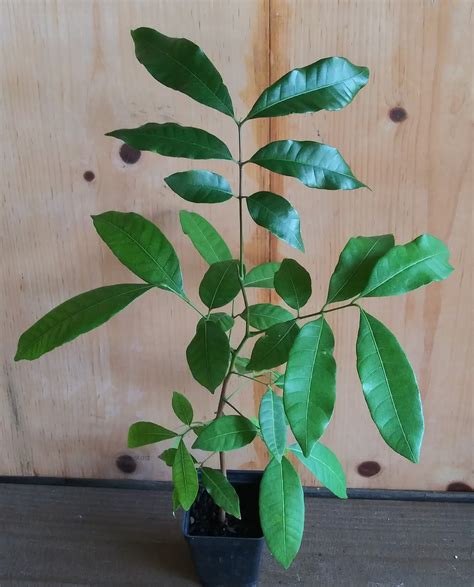 Longan Seedling Plant Dimocarpus Dragon Eye Fruit Tree Etsy