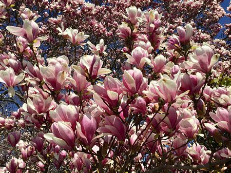 Tree Of The Month Saucer Magnolia Shelter Island Friends Of Trees