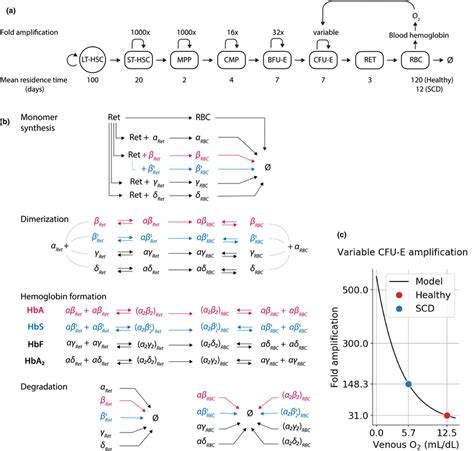 Multiscale Model Of Erythropoiesis And Hemoglobin Assembly A