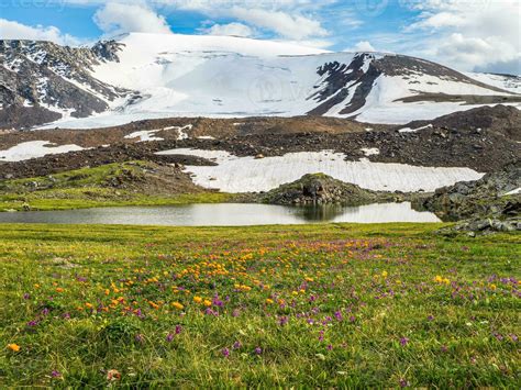 Trollblume In Spring Globeflower In Front Of The White Glacier