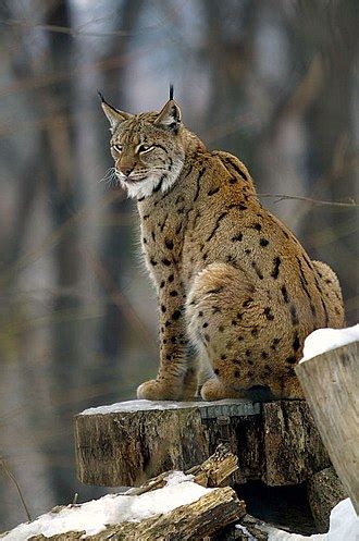 Eurasian Lynx Wikipedia The Free Encyclopedia