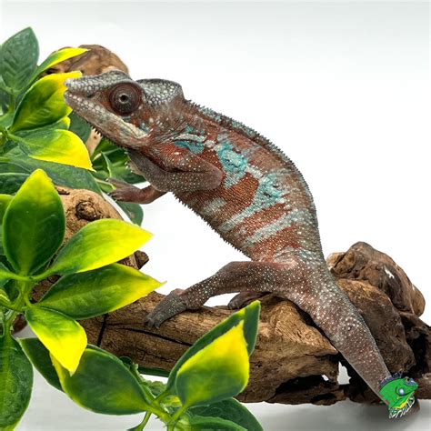 Ambanja Panther Chameleon Juvenile Male Strictly Reptiles Inc