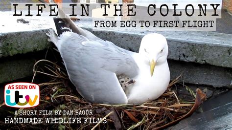 Life In The Colony The Life Of The Herring Gull From Egg To First
